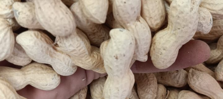 Agricultural crops  products to local markets and food manufacturing companies